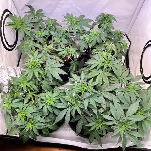 Nordlicht #2 growlog photo: Netz entfernt - suckt beim Gießen 