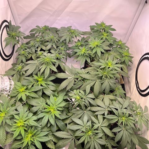 Nordlicht #2 growlog timeline photo