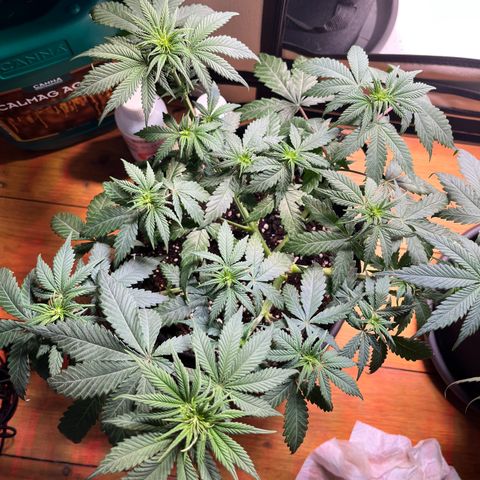 Nordlicht #2 growlog timeline photo