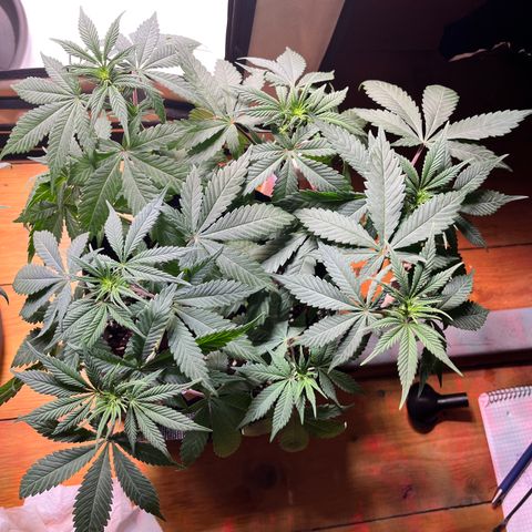 Nordlicht #2 growlog timeline photo