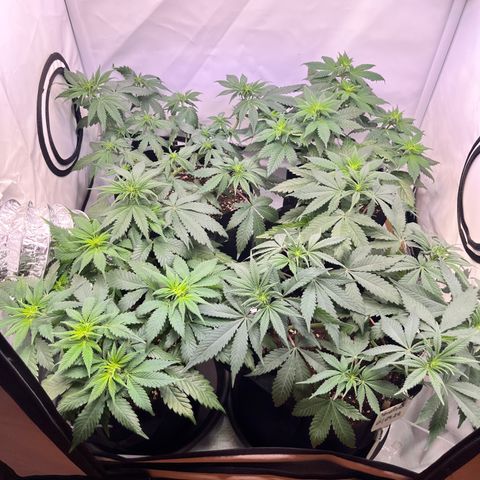Nordlicht #2 growlog timeline photo