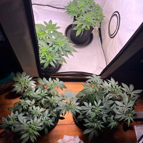 Nordlicht #2 growlog timeline photo