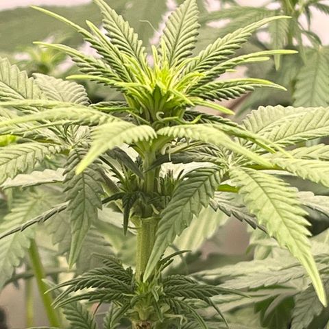 Nordlicht #2 growlog photo: 🤤
