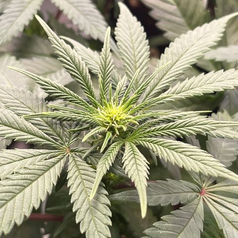 Nordlicht #2 growlog photo: 🤤