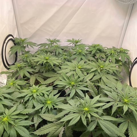 Nordlicht #2 growlog photo: 🤤