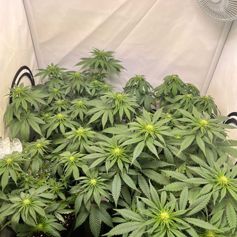 Nordlicht #2 growlog photo: Vorher / Nachher