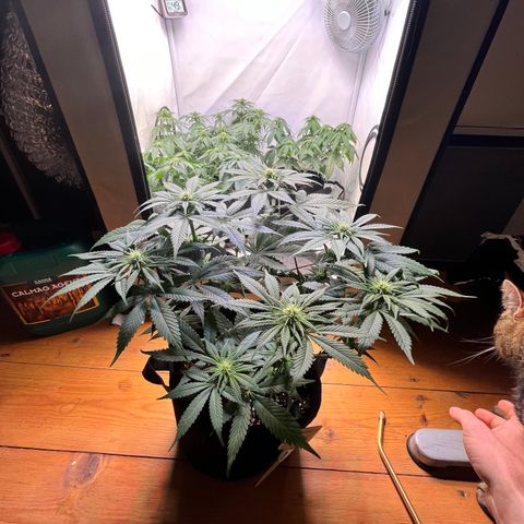 Nordlicht #2 growlog photo: Vorher / Nachher
