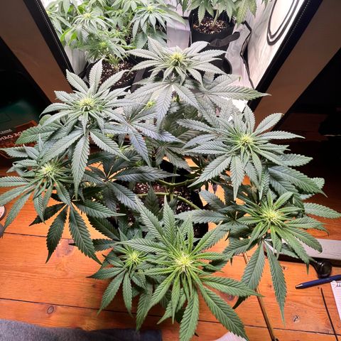 Nordlicht #2 growlog photo: Vorher / Nachher
