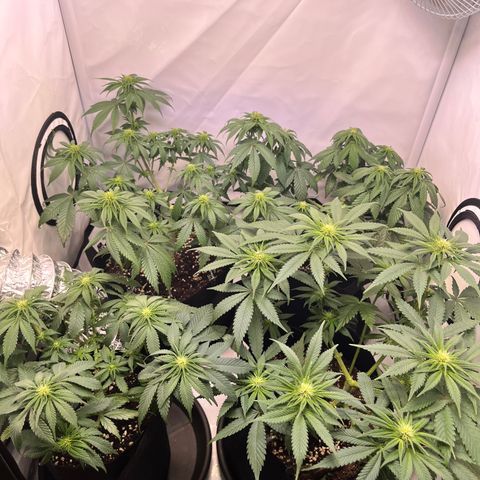 Nordlicht #2 growlog photo: Vorher / Nachher