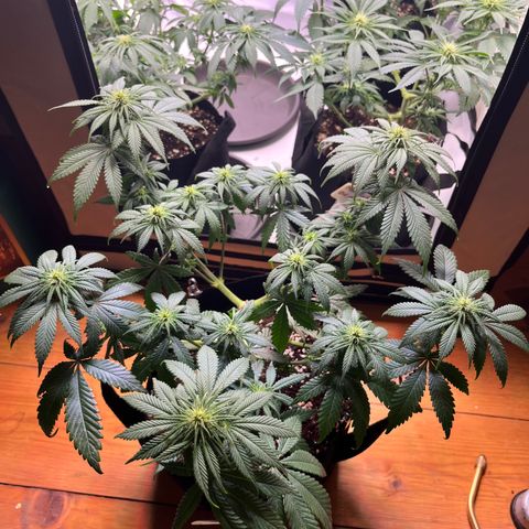 Nordlicht #2 growlog photo: Vorher / Nachher