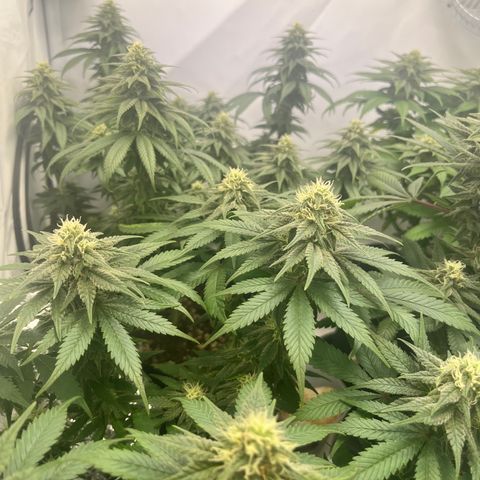 Nordlicht #2 growlog photo: Noch 10 Tage