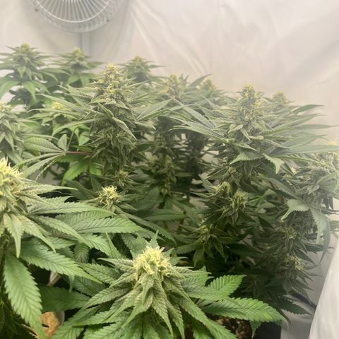 Nordlicht #2 growlog photo: Noch 10 Tage