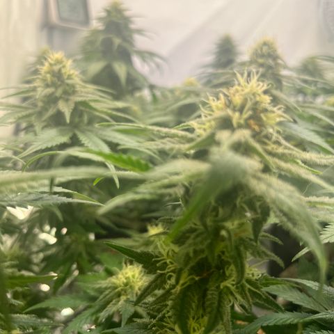Nordlicht #2 growlog photo: Noch 10 Tage