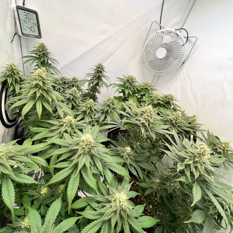 Nordlicht #2 growlog photo: Noch 10 Tage
