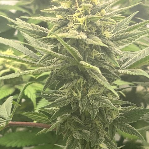 Nordlicht #2 growlog photo: Noch 10 Tage