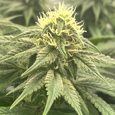 Nordlicht #2 growlog photo: Noch 10 Tage