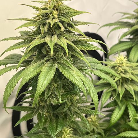 Nordlicht #2 growlog photo: 🤤