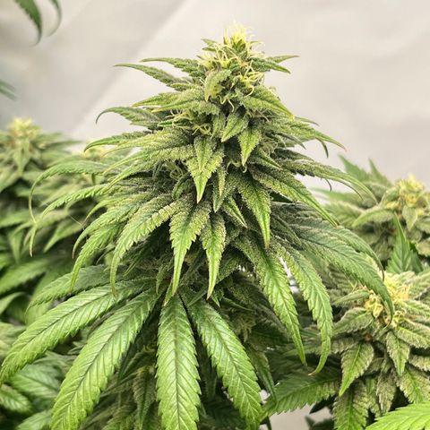 Nordlicht #2 growlog photo: 🤤