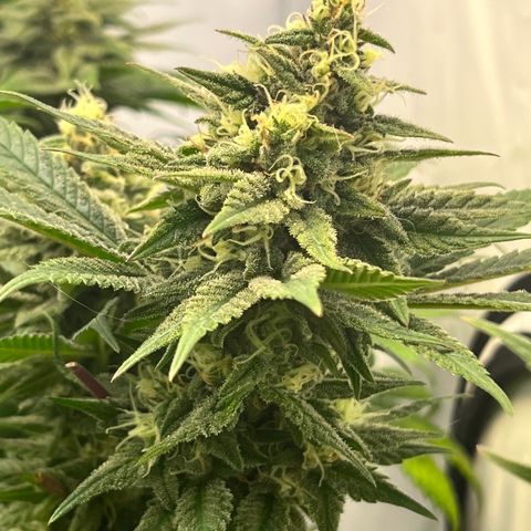 Nordlicht #2 growlog photo: 🤤