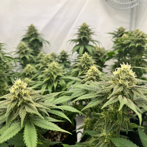 Nordlicht #2 growlog photo: 🤤