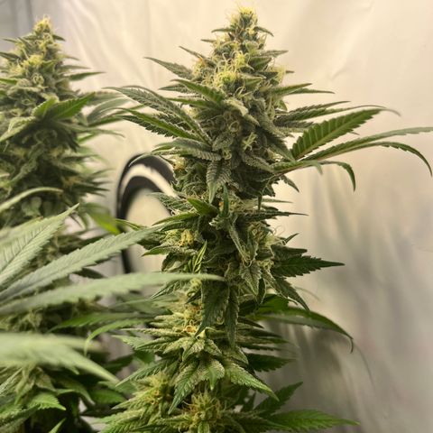 Nordlicht #2 growlog photo: 🤤