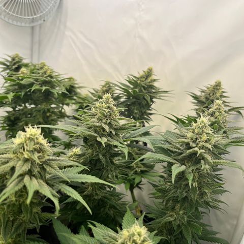 Nordlicht #2 growlog photo: 🤤
