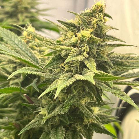 Nordlicht #2 growlog photo: 🤤