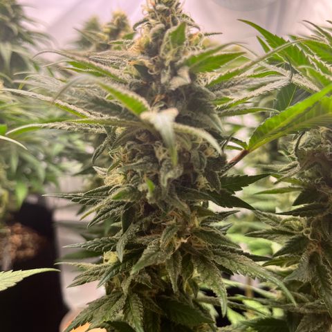 Nordlicht #2 growlog photo: 🤤