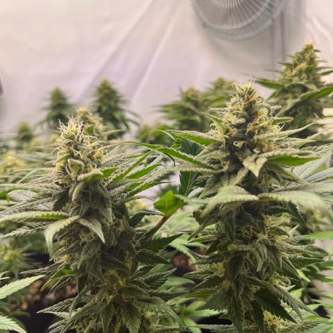 Nordlicht #2 growlog photo: 🤤