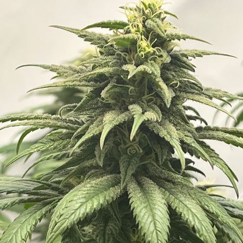Nordlicht #2 growlog photo: 🤤