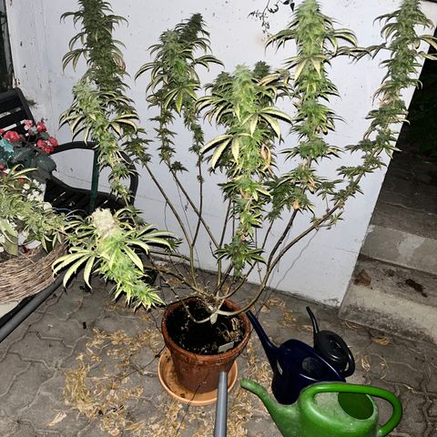 OG Lauterbud growlog photo: Rest in Piece