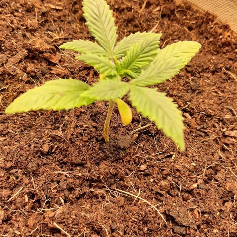 Laila  growlog timeline photo