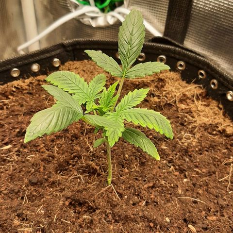 Fritzchen  growlog timeline photo