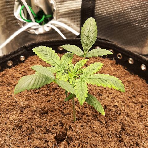 Fritzchen  growlog timeline photo
