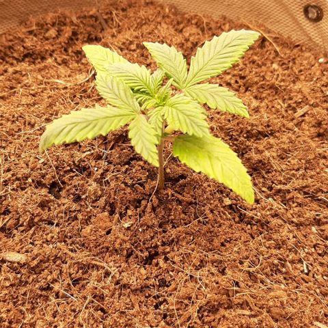 Laila  growlog timeline photo