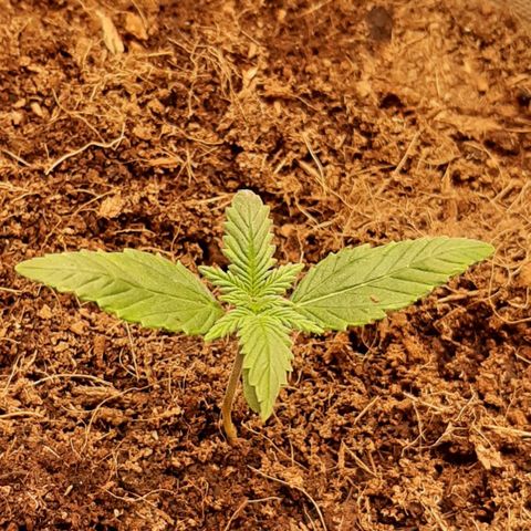 Laila  growlog photo: Galerie 