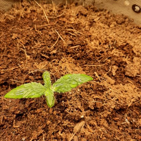Laila  growlog photo: Galerie 