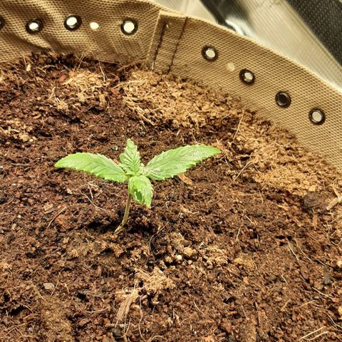 Laila  growlog photo: Galerie 