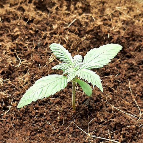 Laila  growlog photo: Galerie 