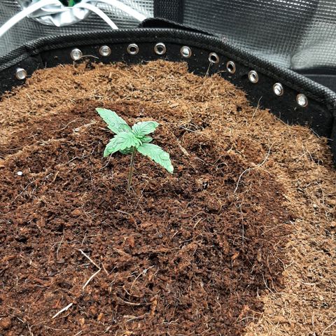 Fritzchen  growlog photo: Galerie 