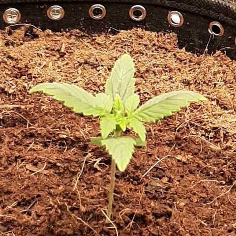 Fritzchen  growlog photo: Galerie 