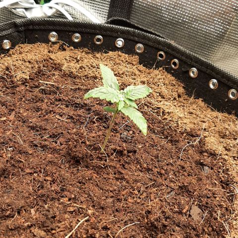 Fritzchen  growlog photo: Galerie 