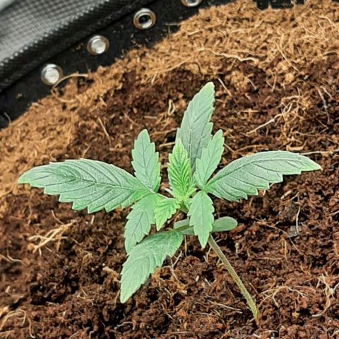 Fritzchen  growlog photo: Galerie 