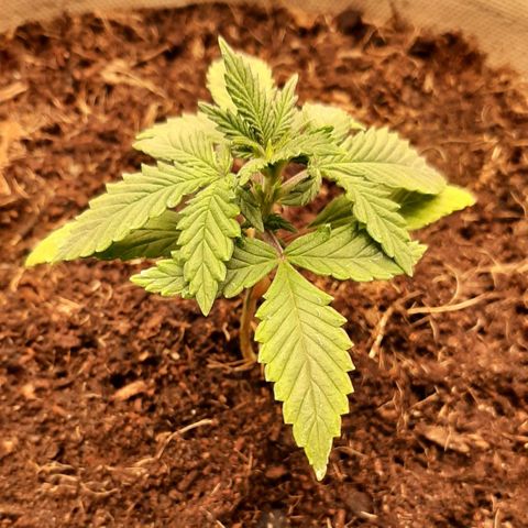 Laila  growlog timeline photo