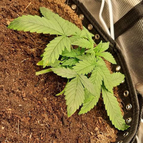 Fritzchen  growlog timeline photo