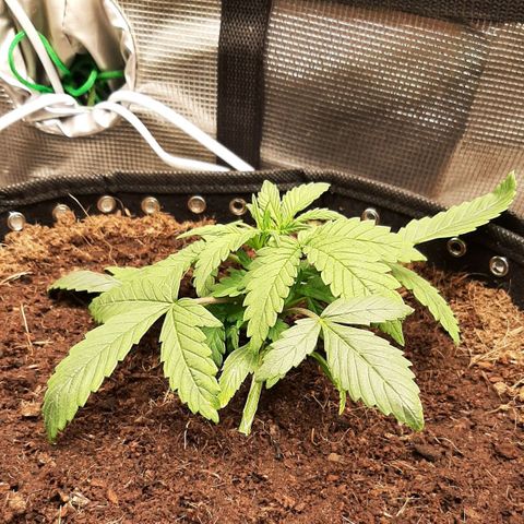 Fritzchen  growlog timeline photo