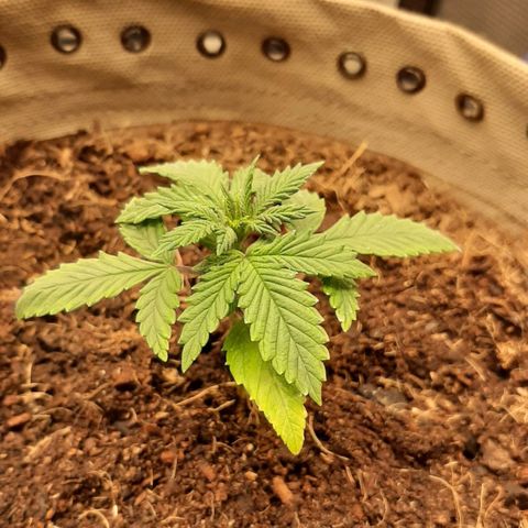Laila  growlog timeline photo