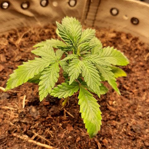 Laila  growlog timeline photo