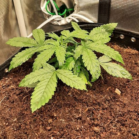 Fritzchen  growlog timeline photo