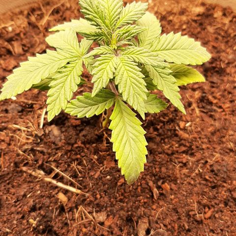 Laila  growlog timeline photo